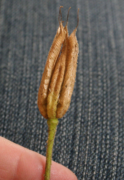 seedpod.dry1.jpg