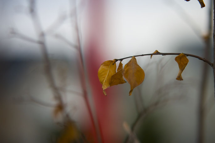 leaves on a branch