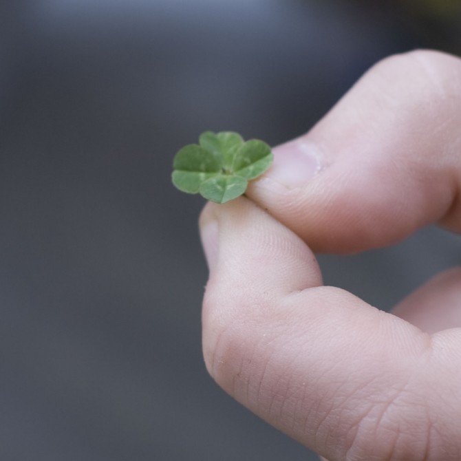 4 Leaf Clover