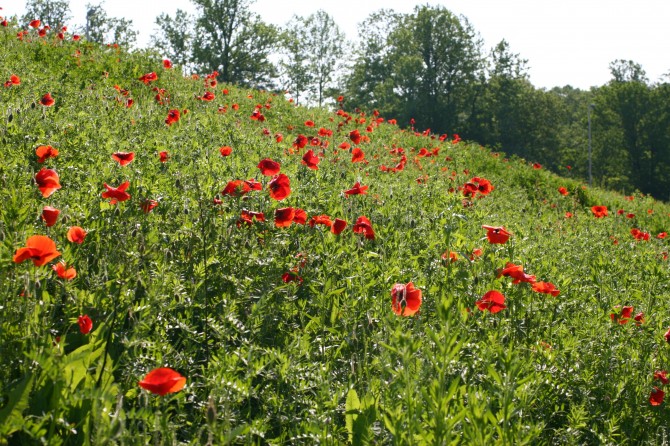 Posies on Nutley St Exit from I-66 (may 2009)