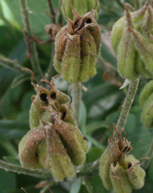 seedpods1.jpg