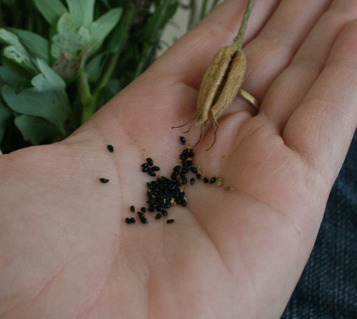 seeds.palm.dry.jpg